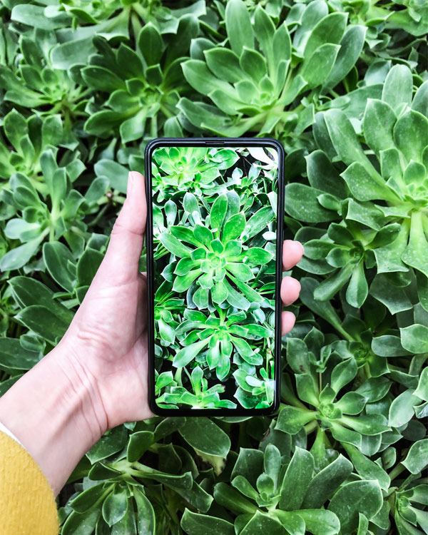 Mobile photo with green plants